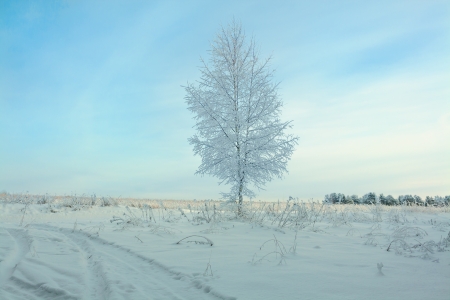beautiful winter landscape with a tree and the blue skyの写真素材