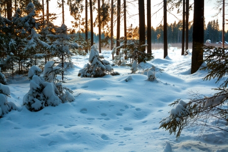 beautiful winter landscape with the wood on a sunsetの写真素材