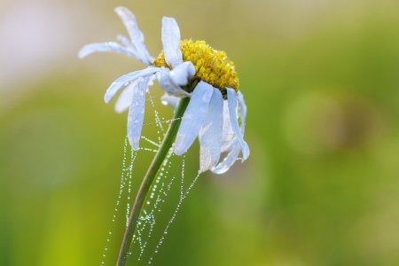 beautiful flower of a camomile entangled by a webの写真素材