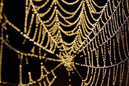 abstract background from a web shine in the sunの写真素材