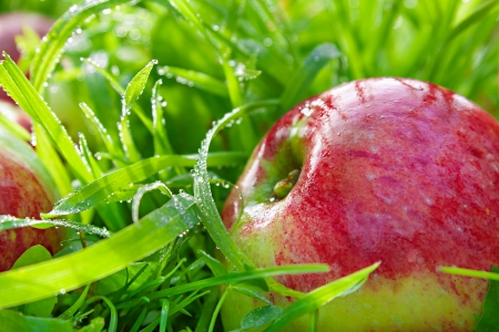red ripe juicy apples lie on a green grassの写真素材