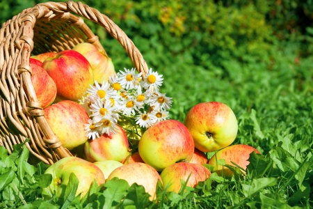 harvesting of red juicy ripe apples in the autumnの写真素材