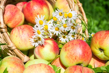 harvesting of red juicy ripe apples in the autumnの写真素材