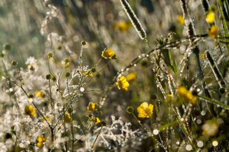 summer meadow at sunrise in sun beamsの写真素材