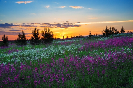 beautiful summer sunrise over a blossoming meadowの写真素材