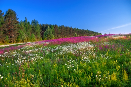 beautiful summer sunrise over a blossoming meadowの写真素材