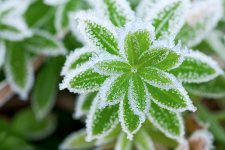 abstract background from a grass covered with hoarfrostの写真素材