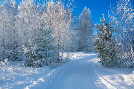 beautiful winter landscape with the forest and the blue skyの写真素材