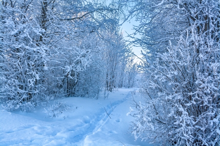 beautiful winter landscape with the forest and the blue skyの写真素材