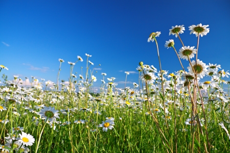 beautiful summer rural landscape with the blue skyの写真素材