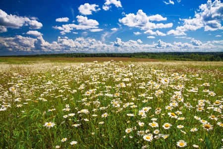 beautiful summer rural landscape with the blue skyの写真素材