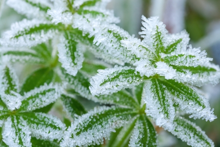 abstract background from a grass covered with hoarfrostの写真素材