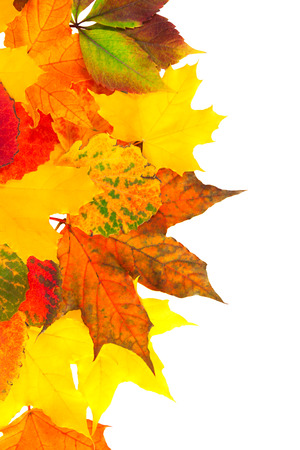 background from autumn multi colored leaves isolated on the whiteの写真素材