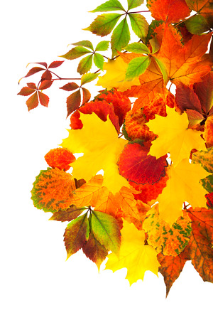 background from autumn multi colored leaves isolated on the whiteの写真素材
