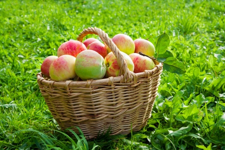 harvesting of red juicy ripe apples in the autumnの写真素材