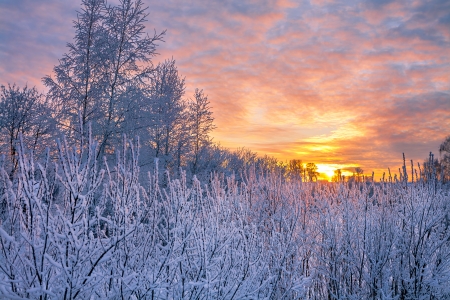 winter landscape with sunset in the forestの写真素材