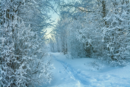 beautiful winter landscape with the forest and the blue skyの写真素材