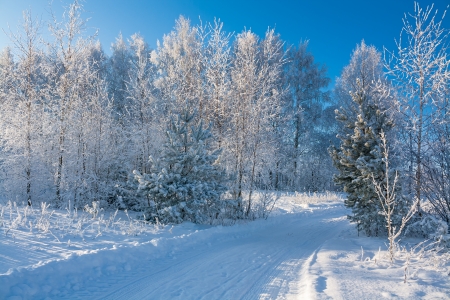 winter landscape with the road and the forestの写真素材