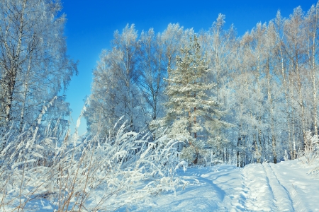 winter landscape with the forest and the blue skyの写真素材