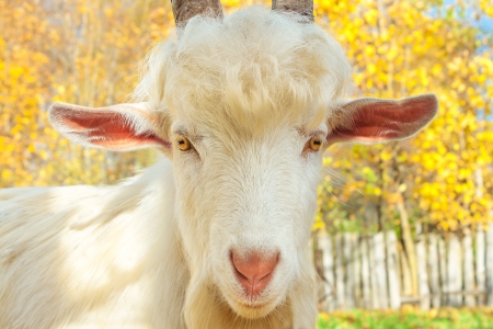 the young goat is grazed on a meadowの写真素材