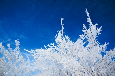 plant covered with snow against the blue skyの写真素材