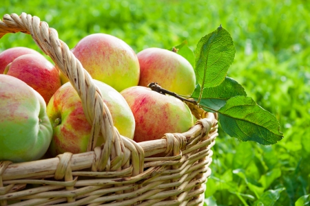 harvesting of red juicy ripe apples in the autumnの写真素材