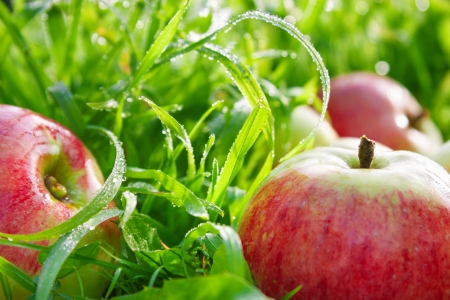 red ripe juicy apples lie on a green grassの写真素材