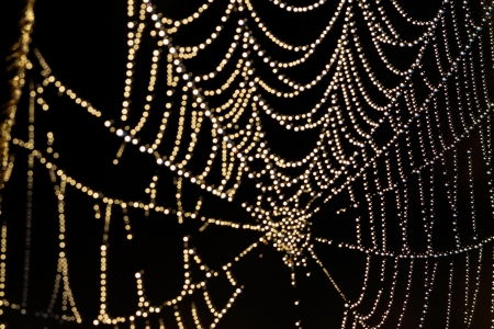 abstract background from a web shine in the sunの写真素材