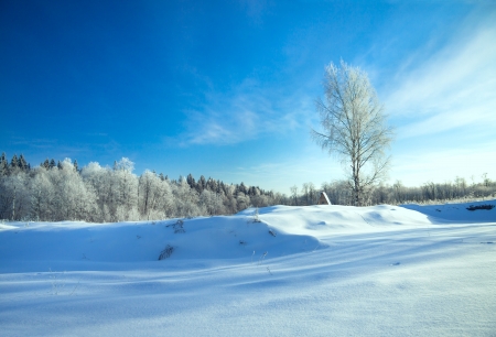 beautiful winter rural landscape with the blue sky and the woodの写真素材