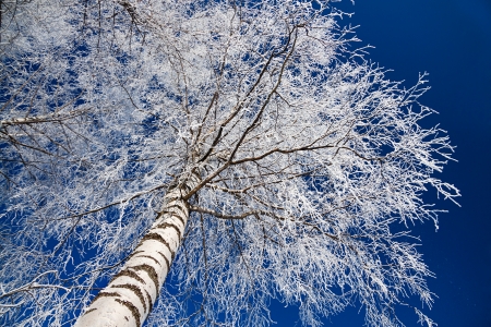 winter forest against the blue skyの写真素材
