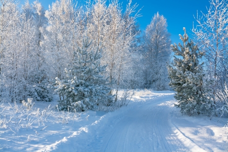 winter landscape with the road and the forestの写真素材