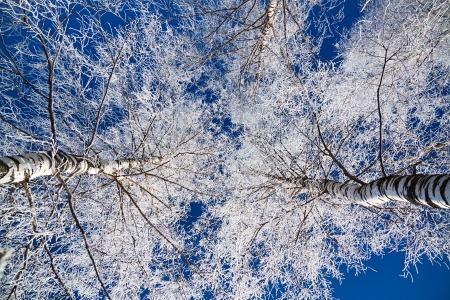 winter forest against the blue skyの写真素材