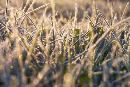 abstract background from a grass covered with hoarfrostの写真素材