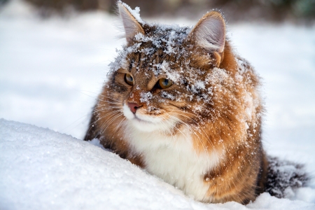 the beautiful cat on sits on snowの写真素材