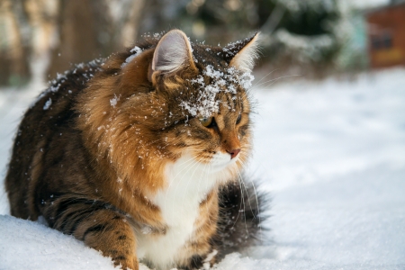the beautiful cat on sits on snowの写真素材