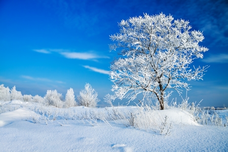 winter landscape with a lonely tree and the blue skyの写真素材