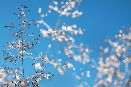 the grass with drops of dew shine in the sunの写真素材