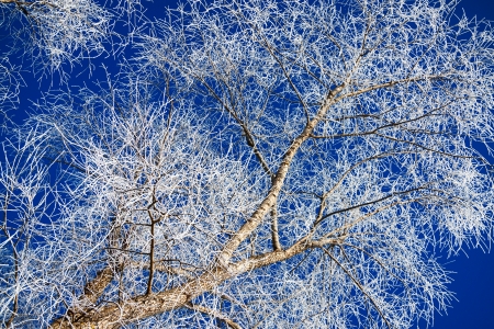 winter forest against the blue skyの写真素材