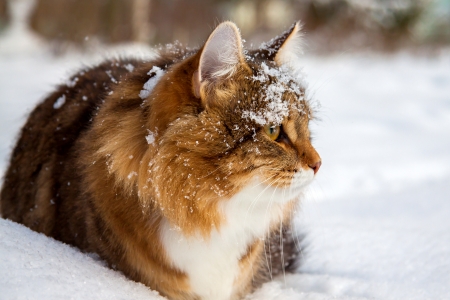 the beautiful cat on sits on snowの写真素材