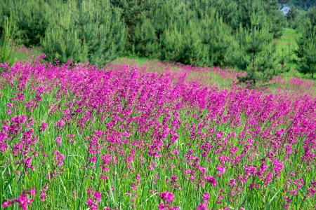 beautiful rural landscape with a blossoming meadowの写真素材