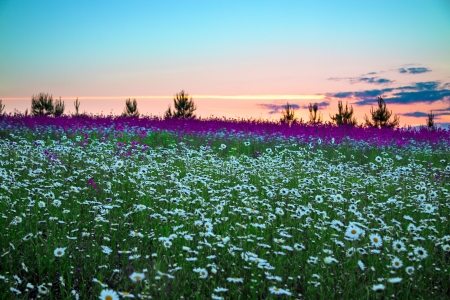 beautiful summer sunrise over a blossoming meadowの写真素材