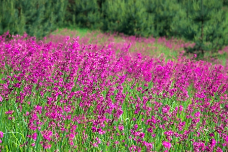 beautiful rural landscape with a blossoming meadowの写真素材