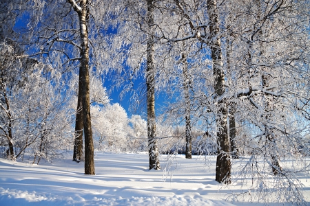 winter landscape with the forest and the blue skyの写真素材