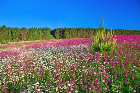 summer rural landscape with a blossoming fieldの写真素材