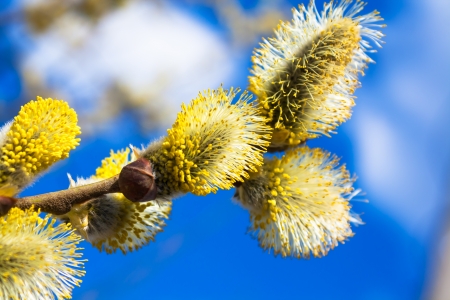 branches of a willow blossom in the spring against the blue skyの写真素材