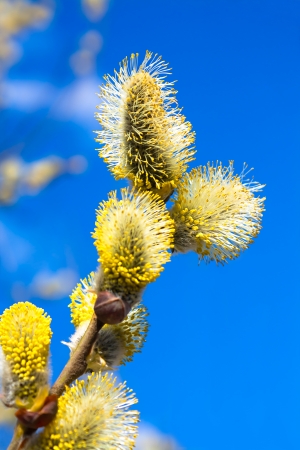 branches of a willow blossom in the spring against the blue skyの写真素材