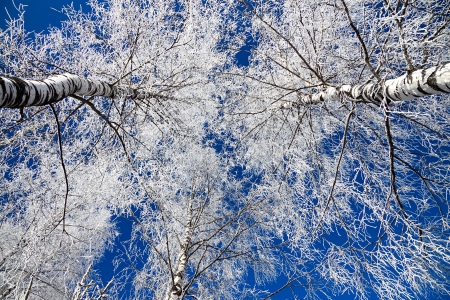 winter landscape with the forest covered with snow against the blue skyの写真素材