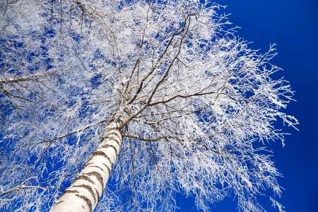winter landscape with the forest covered with snow against the blue skyの写真素材
