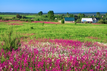 summer rural landscape with the village and a blossoming meadowの写真素材