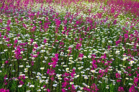 background from flowers blossoming on a summer meadowの写真素材